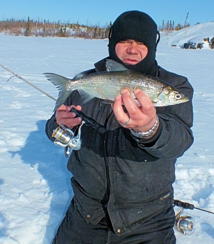 Cisco, Northern (Tullibee) Mike B